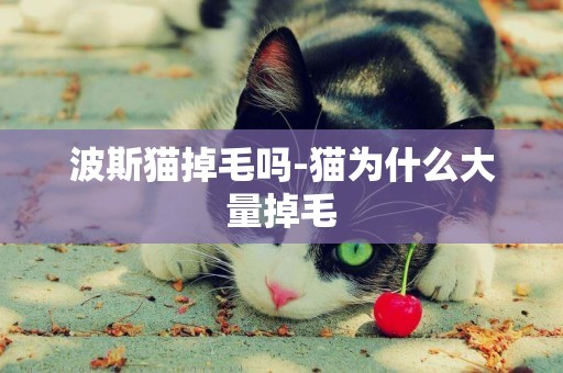 波斯貓掉毛嗎-貓為什么大量掉毛