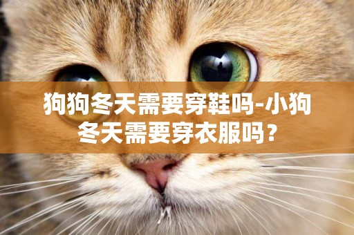 狗狗冬天需要穿鞋嗎-小狗冬天需要穿衣服嗎？