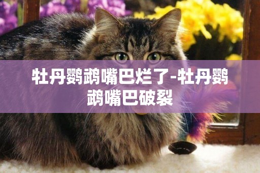 牡丹鸚鵡嘴巴爛了-牡丹鸚鵡嘴巴破裂