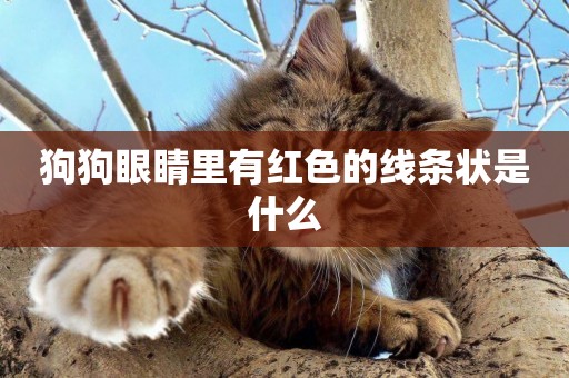 狗狗眼睛里有紅色的線條狀是什么