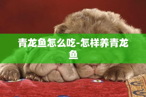 青龍魚怎么吃-怎樣養青龍魚