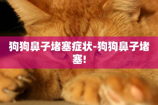 狗狗鼻子堵塞癥狀-狗狗鼻子堵塞!