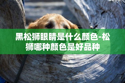 黑松獅眼睛是什么顏色-松獅哪種顏色是好品種