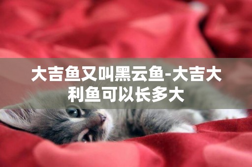 大吉魚又叫黑云魚-大吉大利魚可以長多大