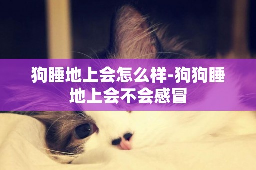 狗睡地上會怎么樣-狗狗睡地上會不會感冒