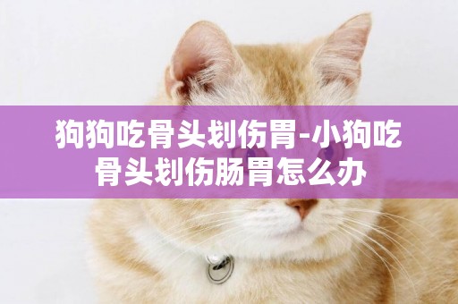 狗狗吃骨頭劃傷胃-小狗吃骨頭劃傷腸胃怎么辦