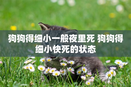 狗狗得細小一般夜里死 狗狗得細小快死的狀態