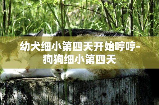 幼犬細小第四天開始哼哼-狗狗細小第四天