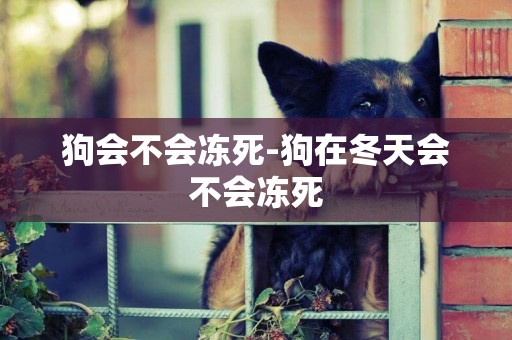 狗會不會凍死-狗在冬天會不會凍死