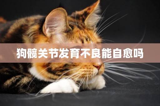 狗髖關節發育不良能自愈嗎