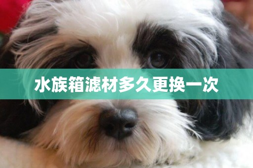 水族箱濾材多久更換一次