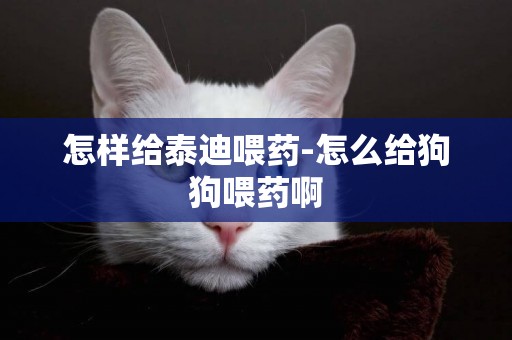 怎樣給泰迪喂藥-怎么給狗狗喂藥啊