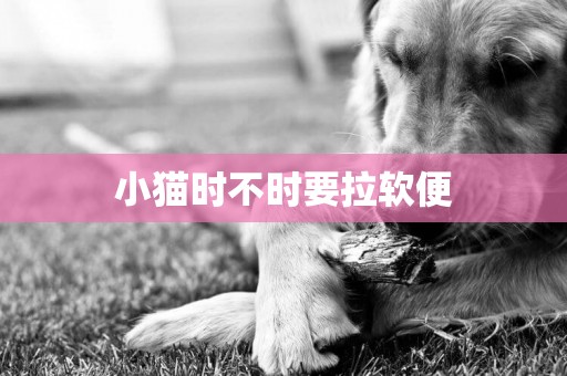 小貓時不時要拉軟便