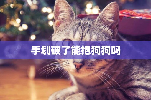 手劃破了能抱狗狗嗎