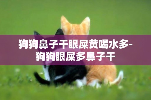 狗狗鼻子干眼屎黃喝水多-狗狗眼屎多鼻子干