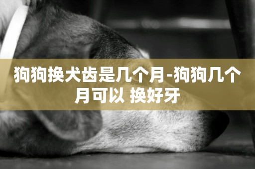 狗狗換犬齒是幾個月-狗狗幾個月可以 換好牙