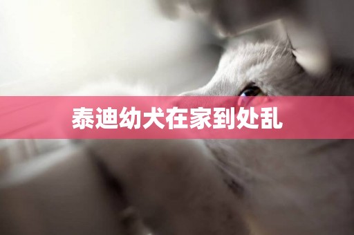泰迪幼犬在家到處亂
