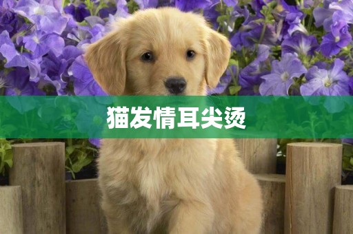 貓發情耳尖燙