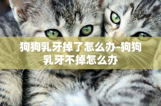 狗狗乳牙掉了怎么辦-狗狗乳牙不掉怎么辦