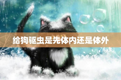 給狗驅蟲是先體內還是體外