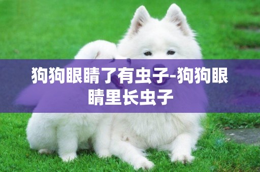 狗狗眼睛了有蟲子-狗狗眼睛里長蟲子