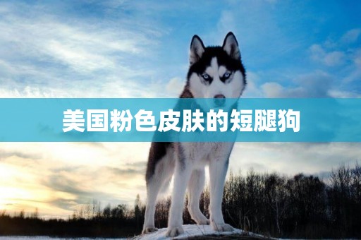 美國粉色皮膚的短腿狗