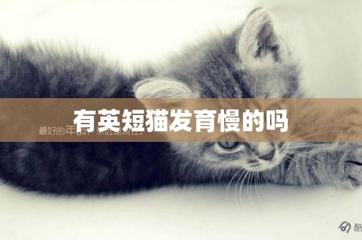 有英短貓發育慢的嗎