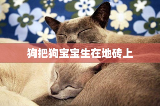 狗把狗寶寶生在地磚上