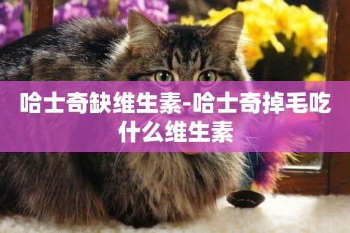 哈士奇缺維生素-哈士奇掉毛吃什么維生素