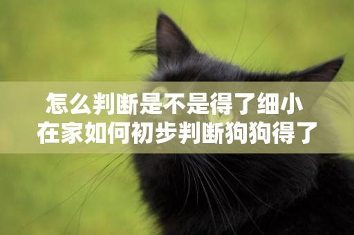 怎么判斷是不是得了細小 在家如何初步判斷狗狗得了細小