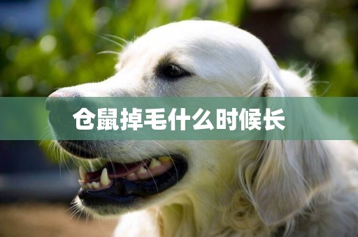 倉鼠掉毛什么時候長