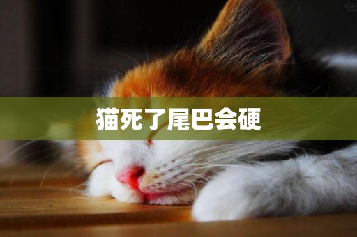 貓死了尾巴會硬