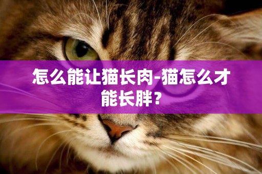 怎么能讓貓長肉-貓怎么才能長胖？