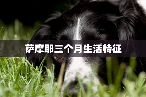 薩摩耶三個月生活特征