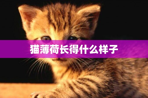 貓薄荷長得什么樣子