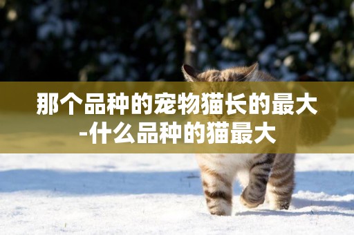 那個品種的寵物貓長的最大-什么品種的貓最大
