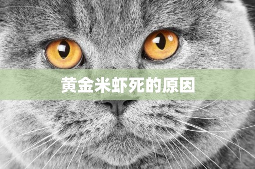 黃金米蝦死的原因