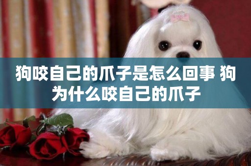 狗咬自己的爪子是怎么回事 狗為什么咬自己的爪子