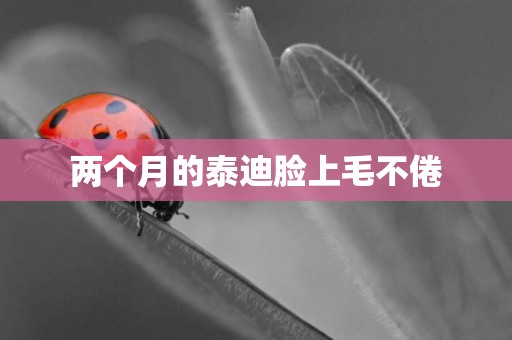 兩個月的泰迪臉上毛不倦