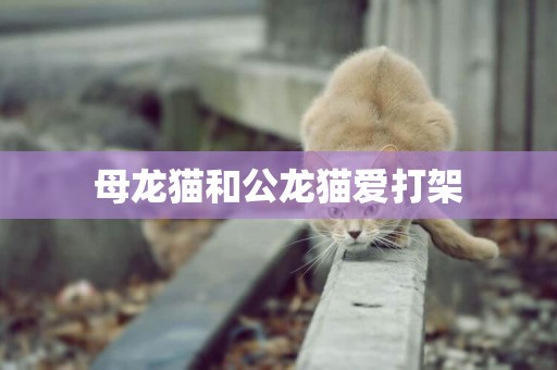 母龍貓和公龍貓愛打架