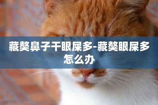 藏獒鼻子干眼屎多-藏獒眼屎多怎么辦