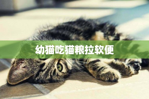 幼貓吃貓糧拉軟便