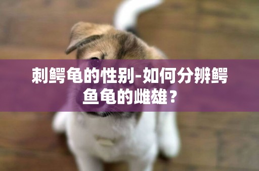 刺鱷龜的性別-如何分辨鱷魚龜的雌雄？
