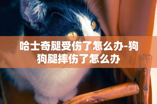哈士奇腿受傷了怎么辦-狗狗腿摔傷了怎么辦