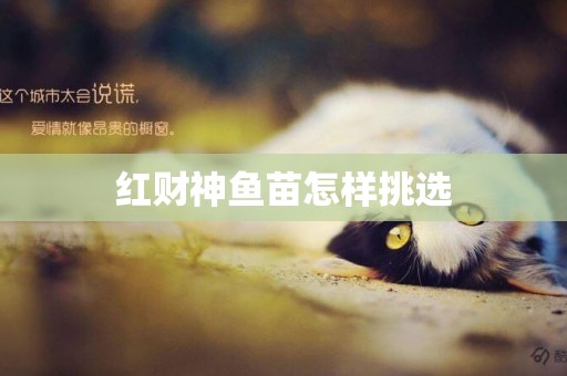 紅財神魚苗怎樣挑選