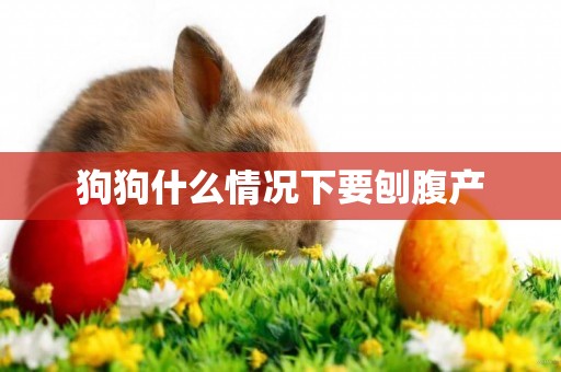 狗狗什么情況下要刨腹產