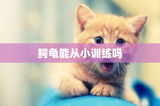 鱷龜能從小訓練嗎
