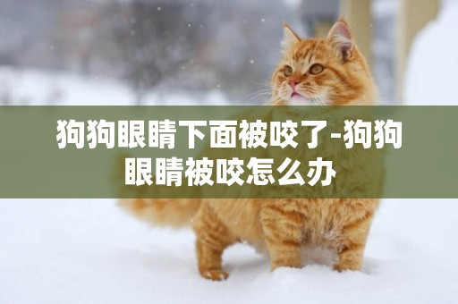 狗狗眼睛下面被咬了-狗狗眼睛被咬怎么辦