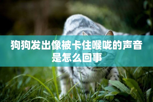 狗狗發出像被卡住喉嚨的聲音是怎么回事