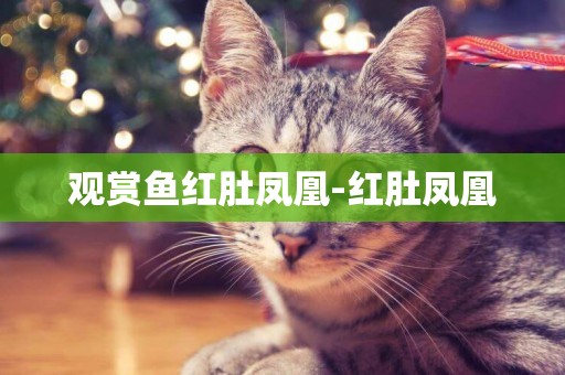 觀賞魚紅肚鳳凰-紅肚鳳凰